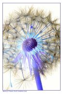 Beauty of Flowers No.10: Dandelion clock. Limited Edition Giclée print.